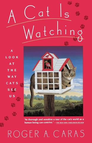 Cat Is Watching